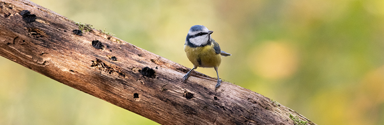 Blue Tit