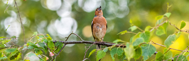 Chaffinch