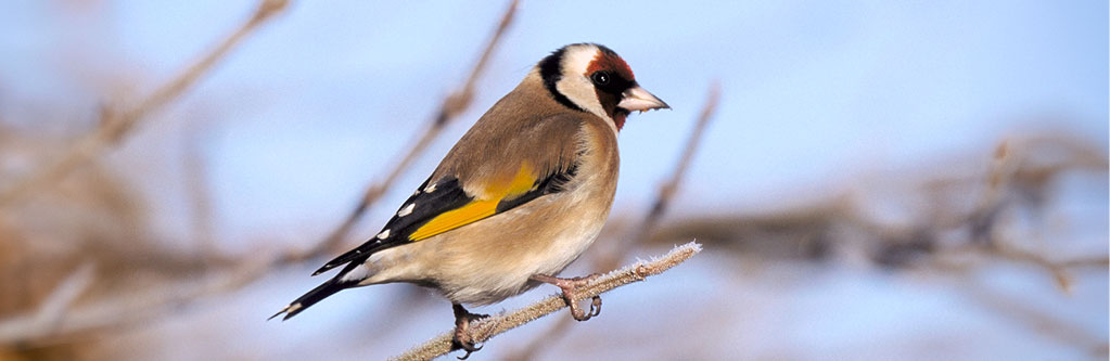 Goldfinch