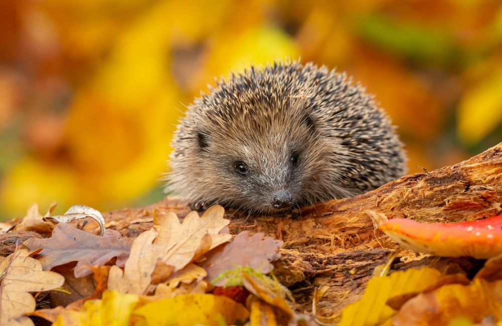 A hedgehog in between fallen colourful leaves during Autumn