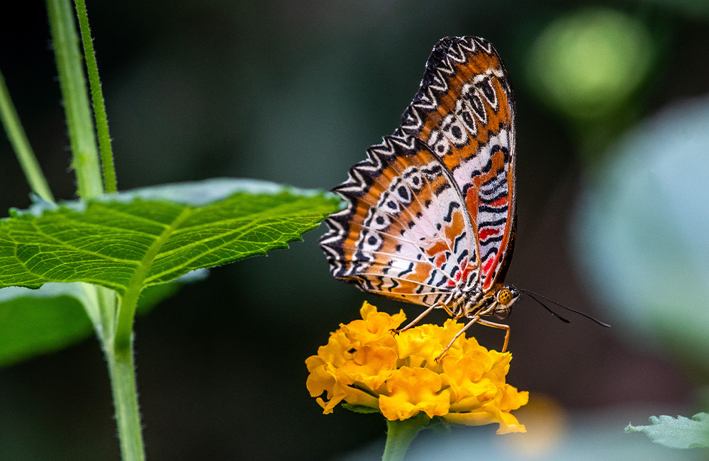 A butterfly on a flower